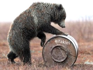 alfaklei bear